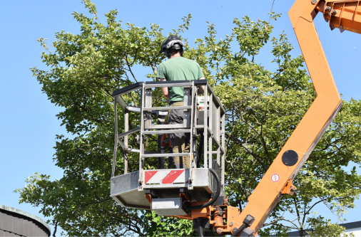 Mitarbeiter BAUSCH schneidet Baum mit Steiger