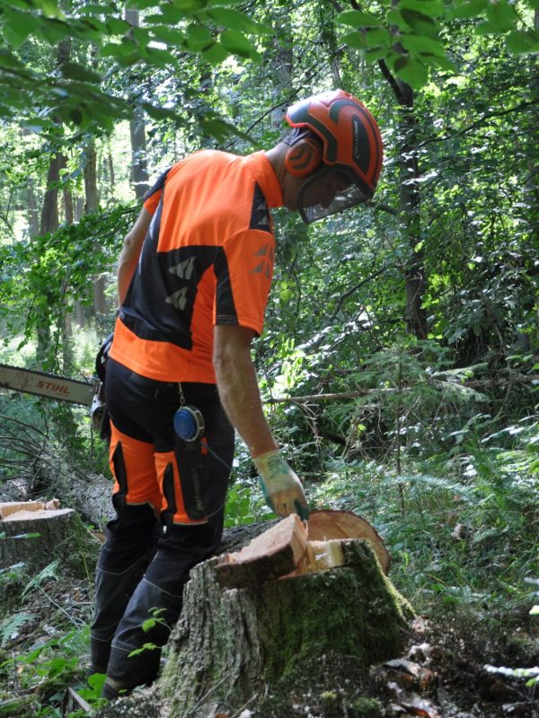 Mitarbeiter bei Forstarbeiten, Baumfällung